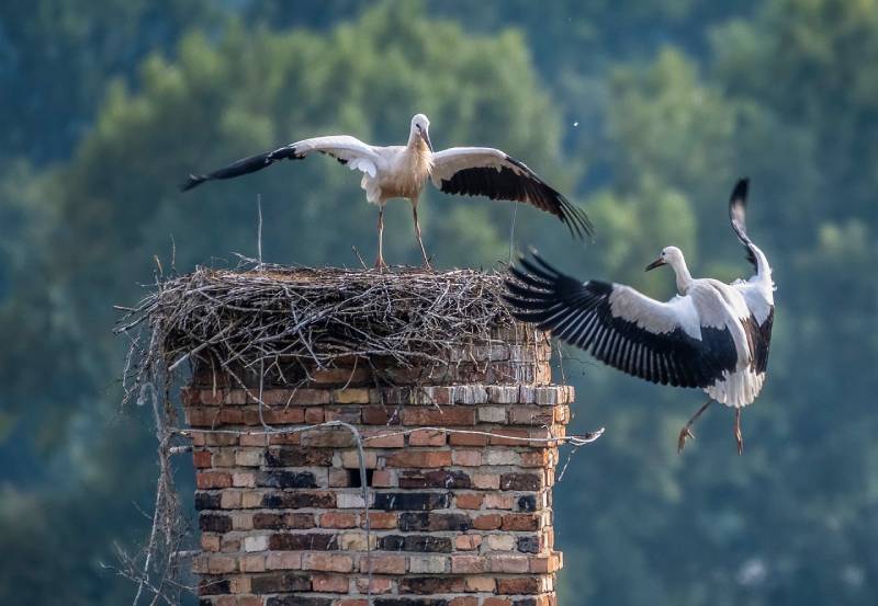 Expert Chimney Animal Removal in Rosedale, MD Professional Chimney Animal Removal Services in Rosedale, Maryland