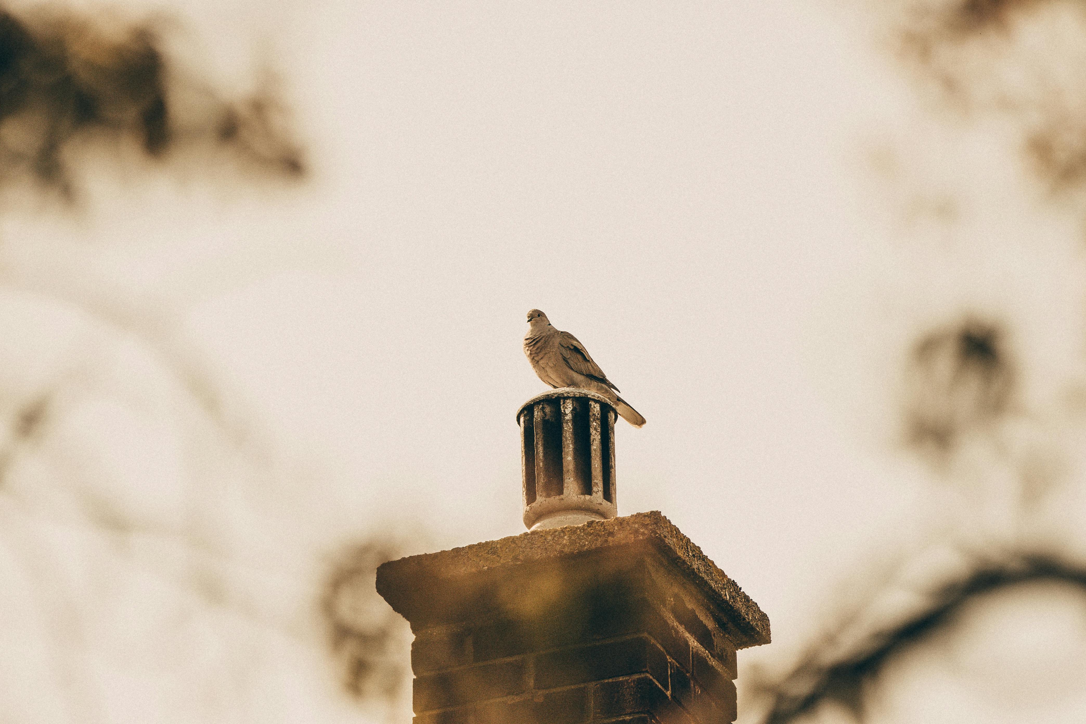 Quality Chimney Caps and Dampers Installation in Rosedale, MD Professional Chimney Cap and Damper In Rosedale Maryland